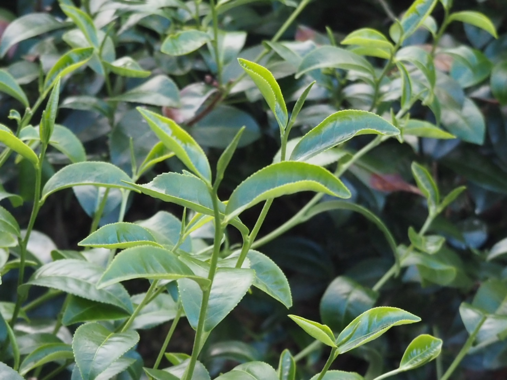 包種茶